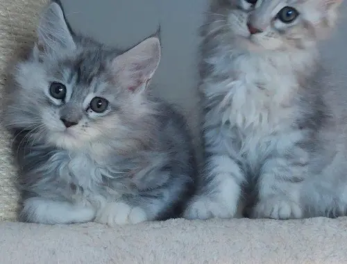 Maine Coon Kätzchen bereit