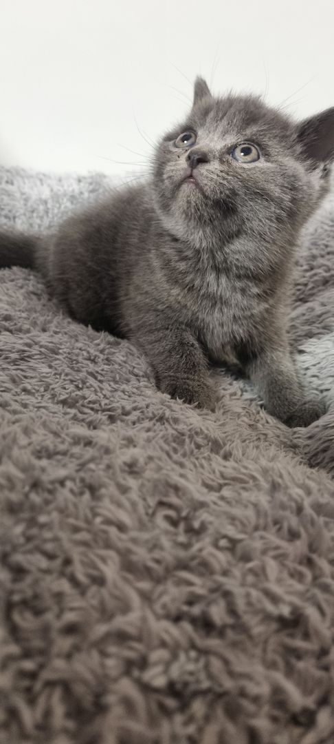 BKH KITTEN ab Februar den 1.02 .2025 zur Vermittlung BKH KITTEN ab Februar den 1.02 .2025 zur Vermittlung