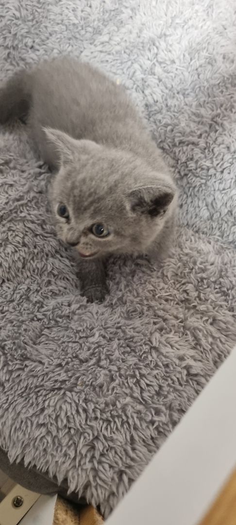 BKH KITTEN ab Februar den 1.02 .2025 zur Vermittlung BKH KITTEN ab Februar den 1.02 .2025 zur Vermittlung