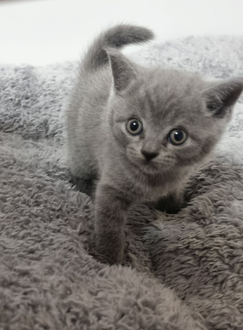 BKH KITTEN ab Februar den 1.02 .2025 zur Vermittlung BKH KITTEN ab Februar den 1.02 .2025 zur Vermittlung