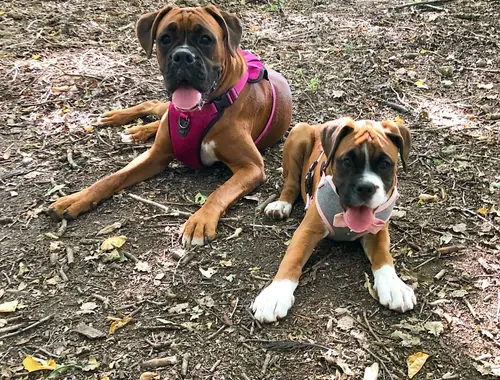 Wunderschöne Boxer Welpen