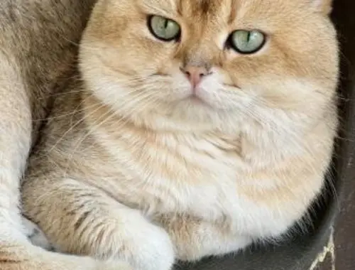 british shorthair