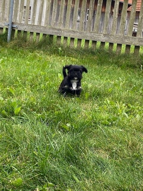 Süße Havaneser Welpen