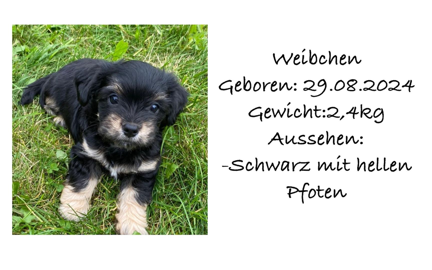 Süße Havaneser Welpen