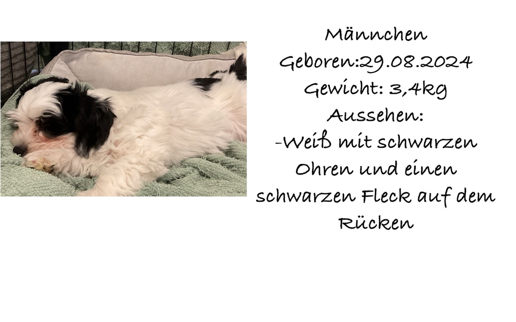 Süße Havaneser Welpen