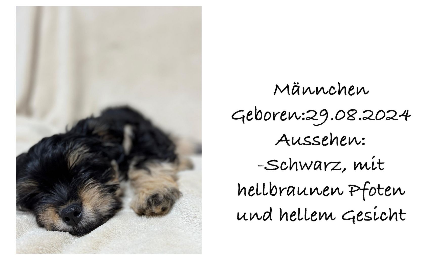 Süße Havaneser Welpen