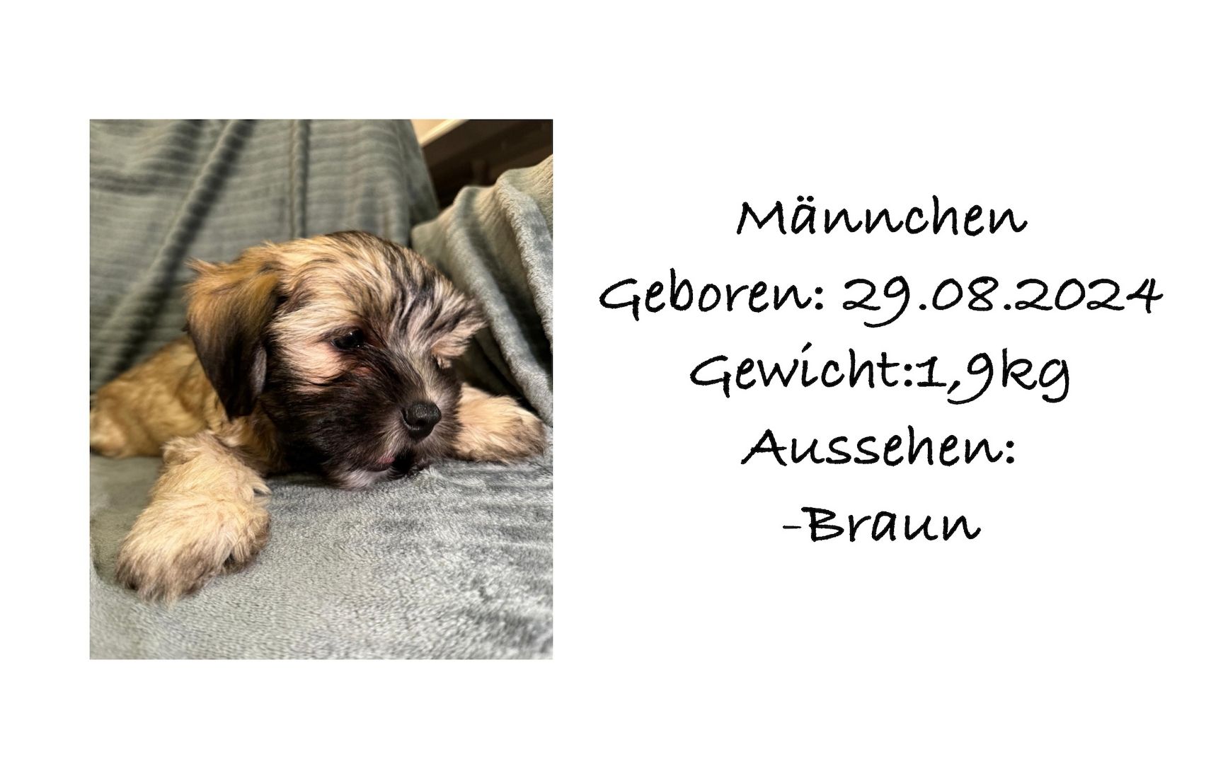 Süße Havaneser Welpen