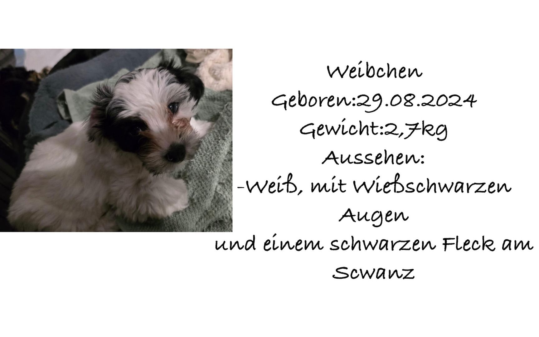 Süße Havaneser Welpen