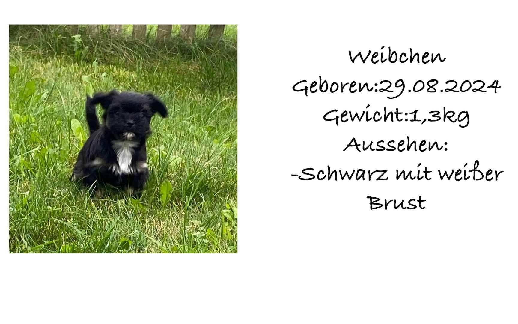 Süße Havaneser Welpen