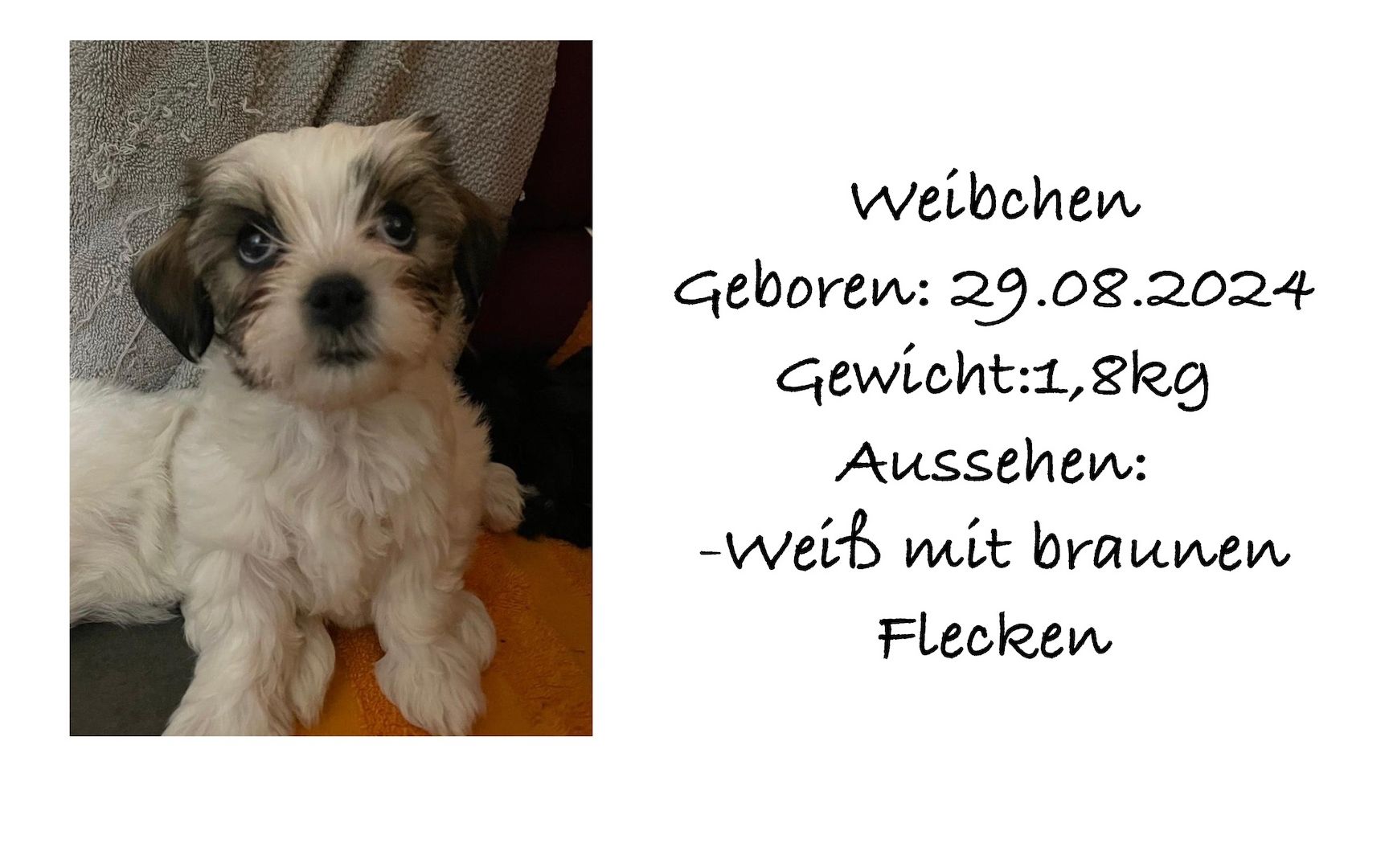 Süße Havaneser Welpen