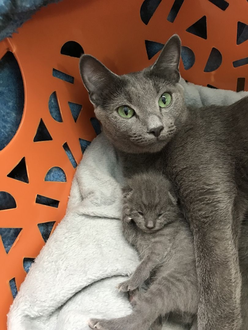 Reinrassige Russisch Blau Kitten