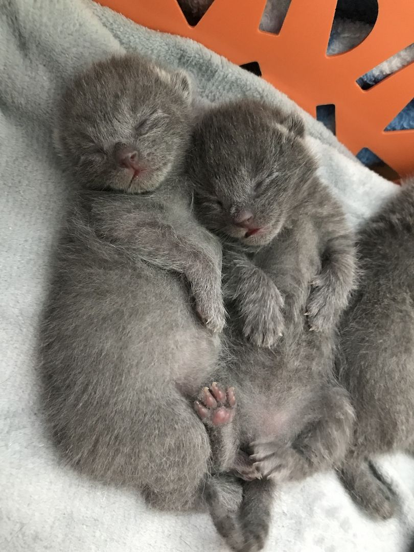 Reinrassige Russisch Blau Kitten