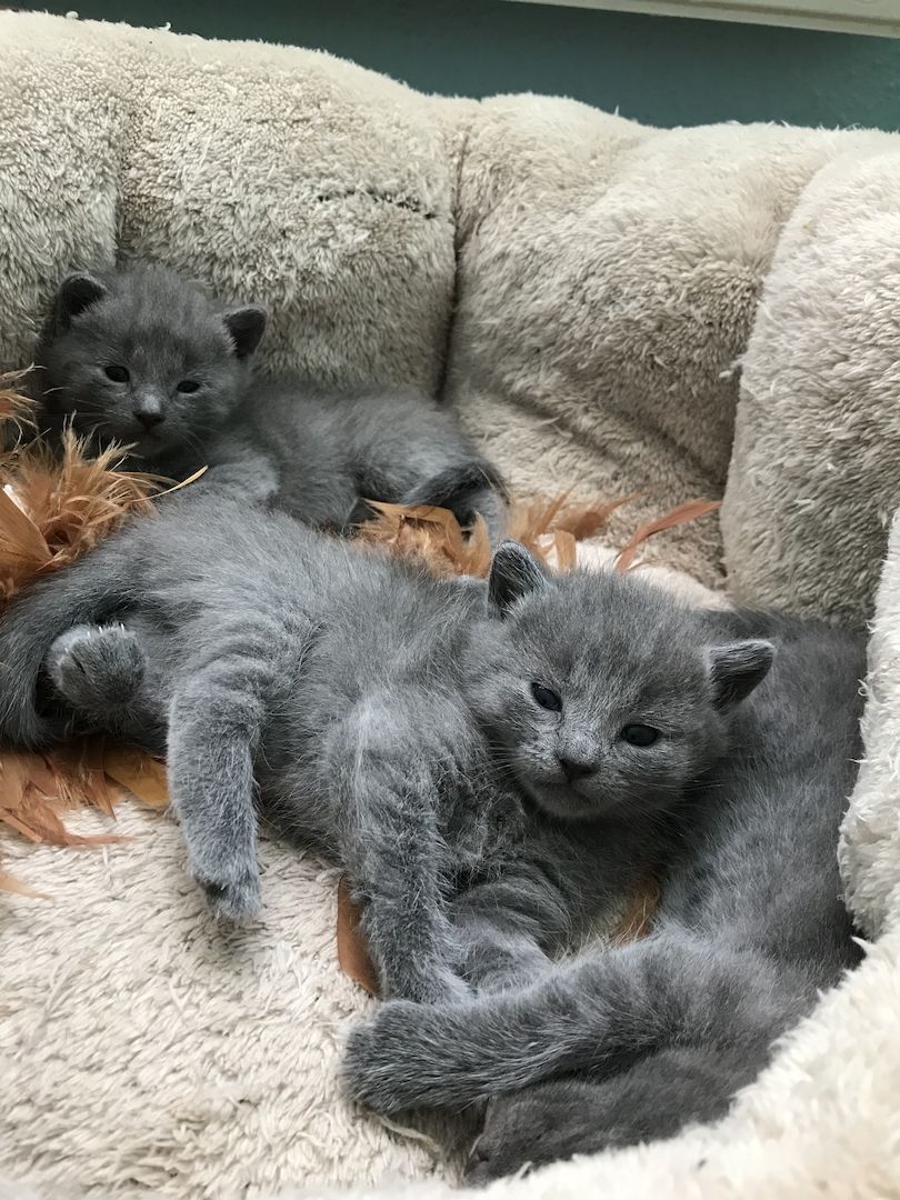 Reinrassige Russisch Blau Kitten