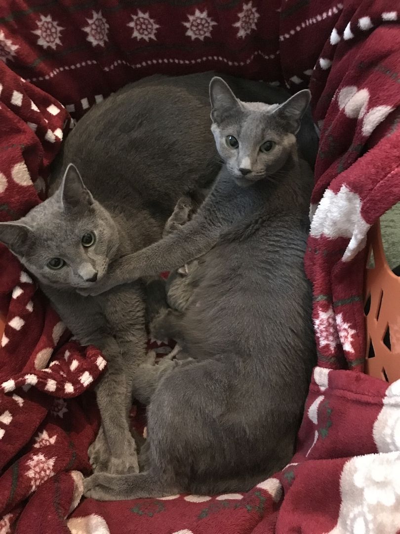 Reinrassige Russisch Blau Kitten