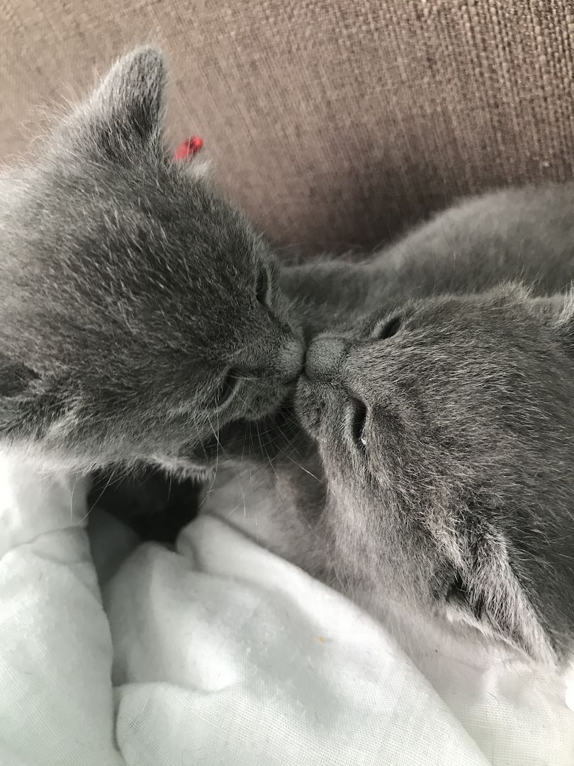 Reinrassige Russisch Blau Kitten