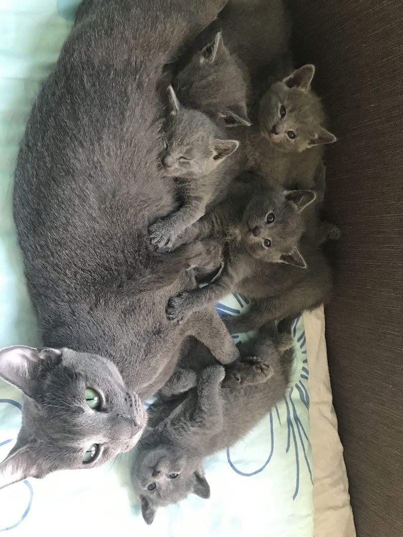 Reinrassige Russisch Blau Kitten