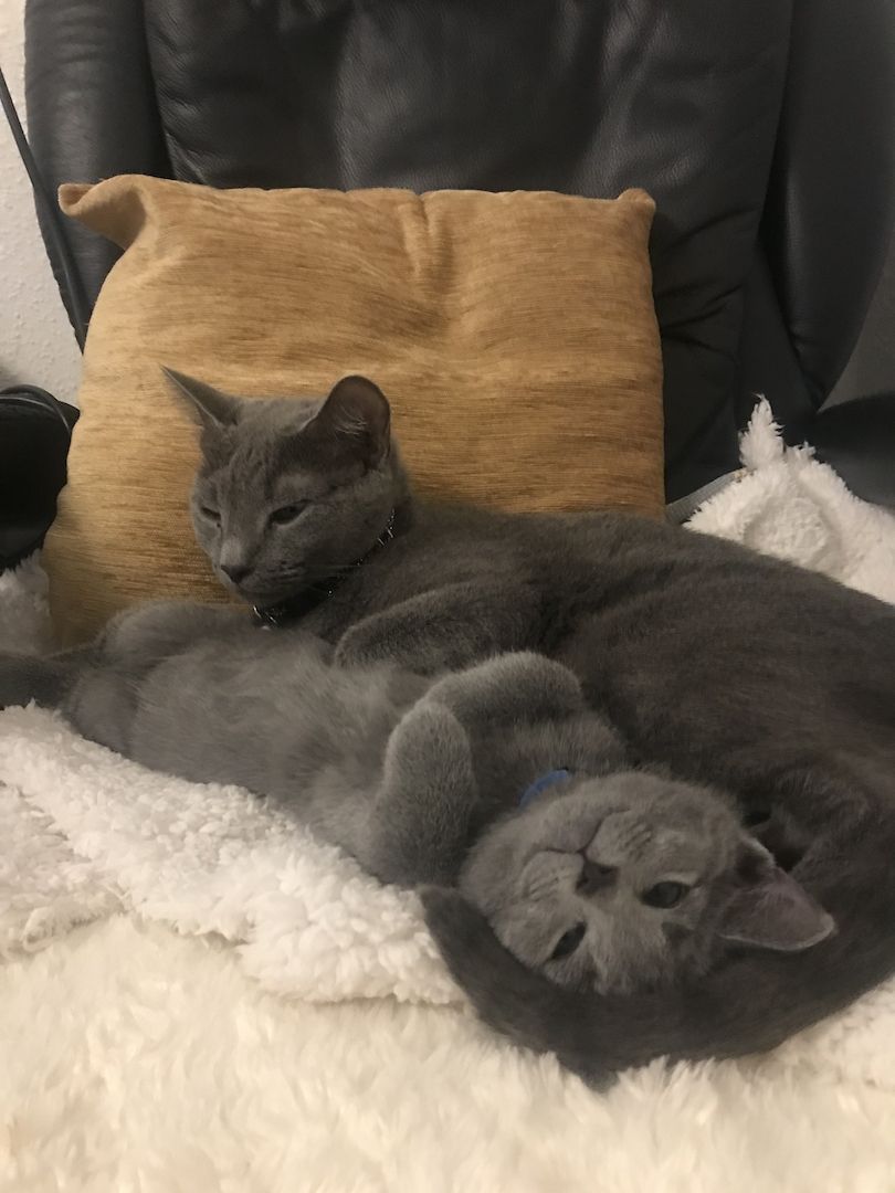 Reinrassige Russisch Blau Kitten