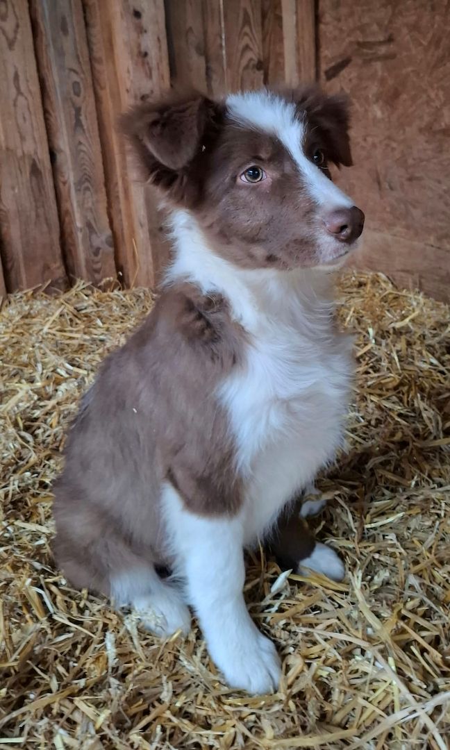 2 Bordercollierüden 2 Bordercollierüden