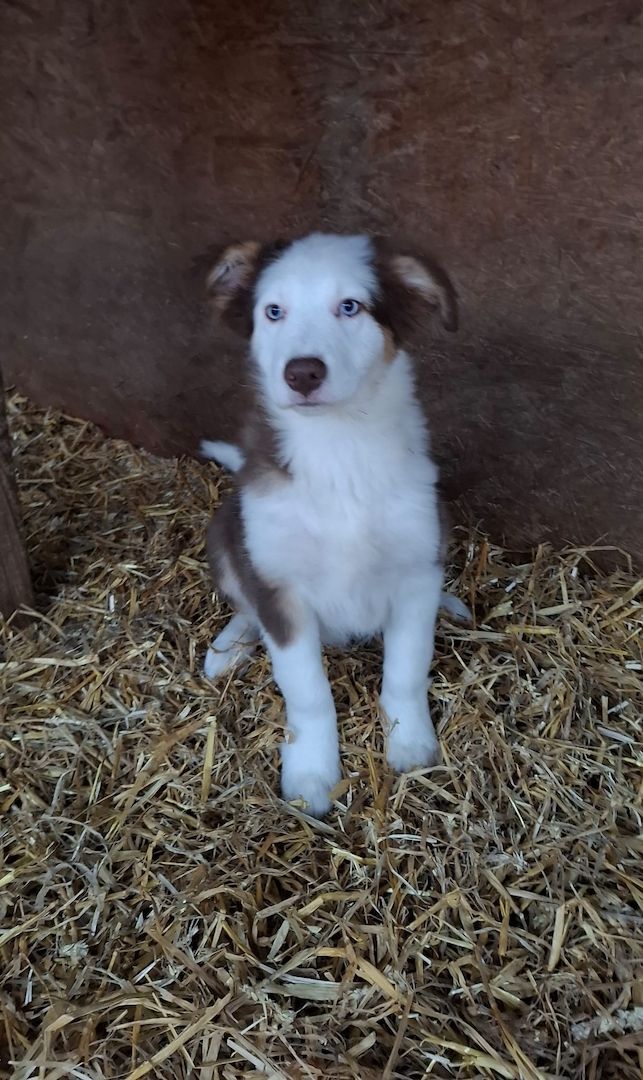 2 Bordercollierüden 2 Bordercollierüden