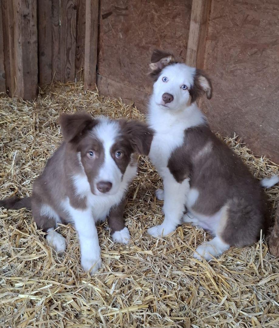 2 Bordercollierüden 2 Bordercollierüden