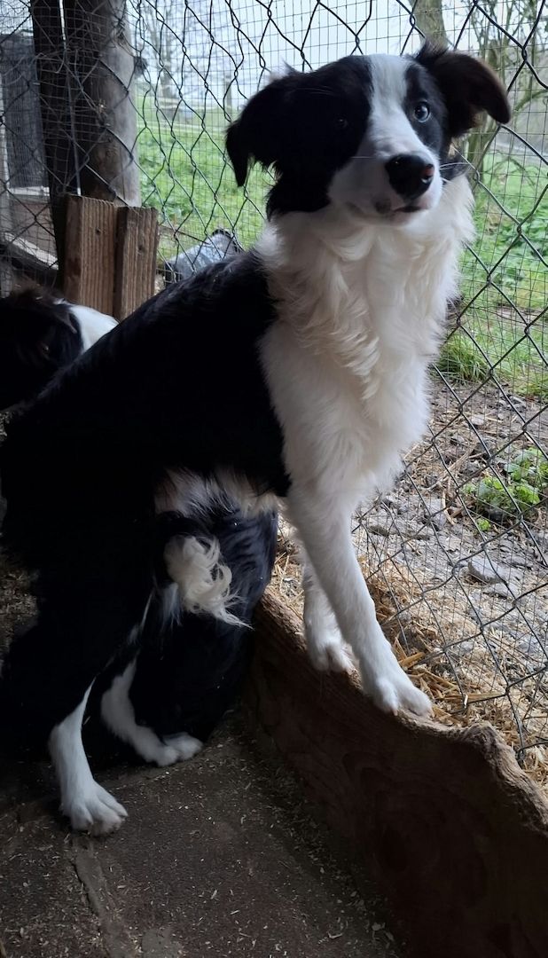 Bordercollieweibchen