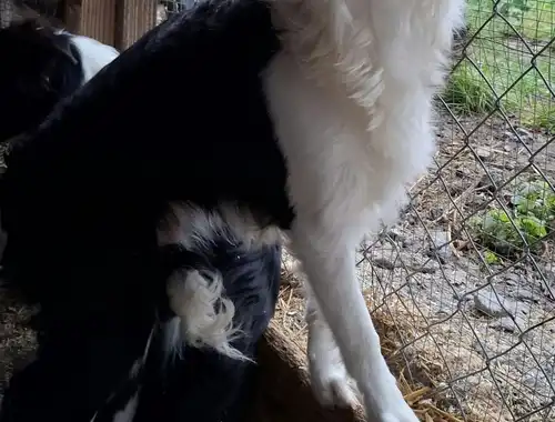 Bordercollieweibchen