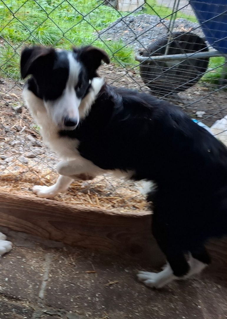 Bordercollieweibchen