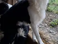 Bordercollieweibchen