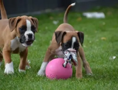 Weihnachten Boxer Welpen (Mädchen und Rude) mit Papieren whatsapp Nummer (+37069673271)