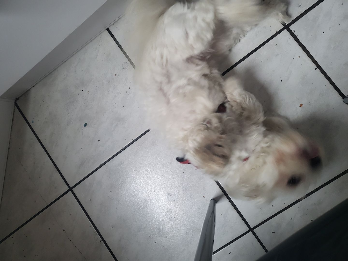 Malteser Hündin abgeben