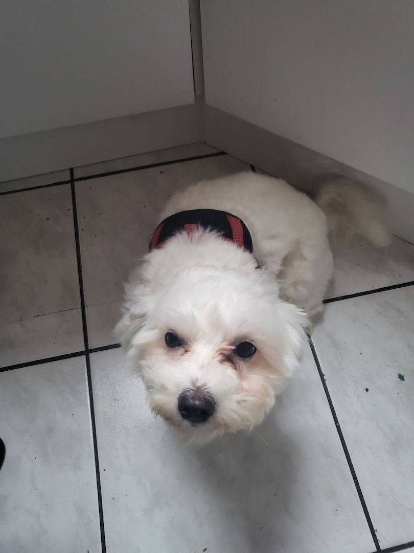 Malteser Hündin abgeben