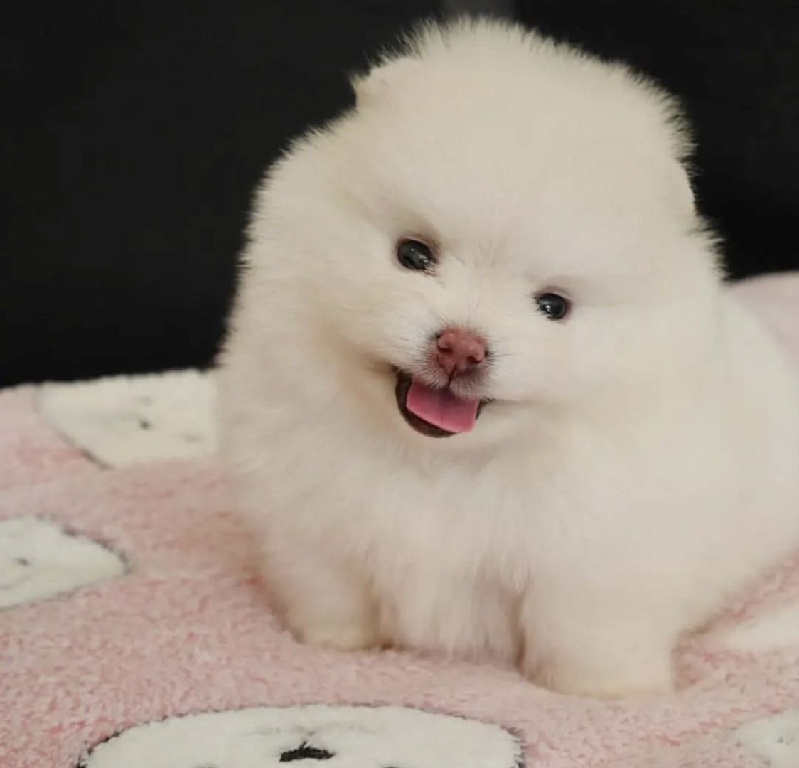 Wunderschöne Zwergspitz Pommersche Welpen Wunderschöne Zwergspitz Pommersche Welpen