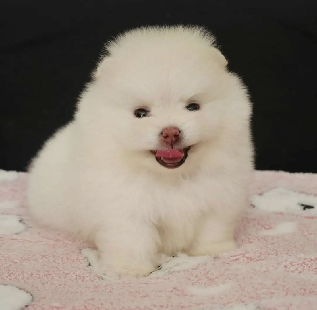 Wunderschöne Zwergspitz Pommersche Welpen Wunderschöne Zwergspitz Pommersche Welpen