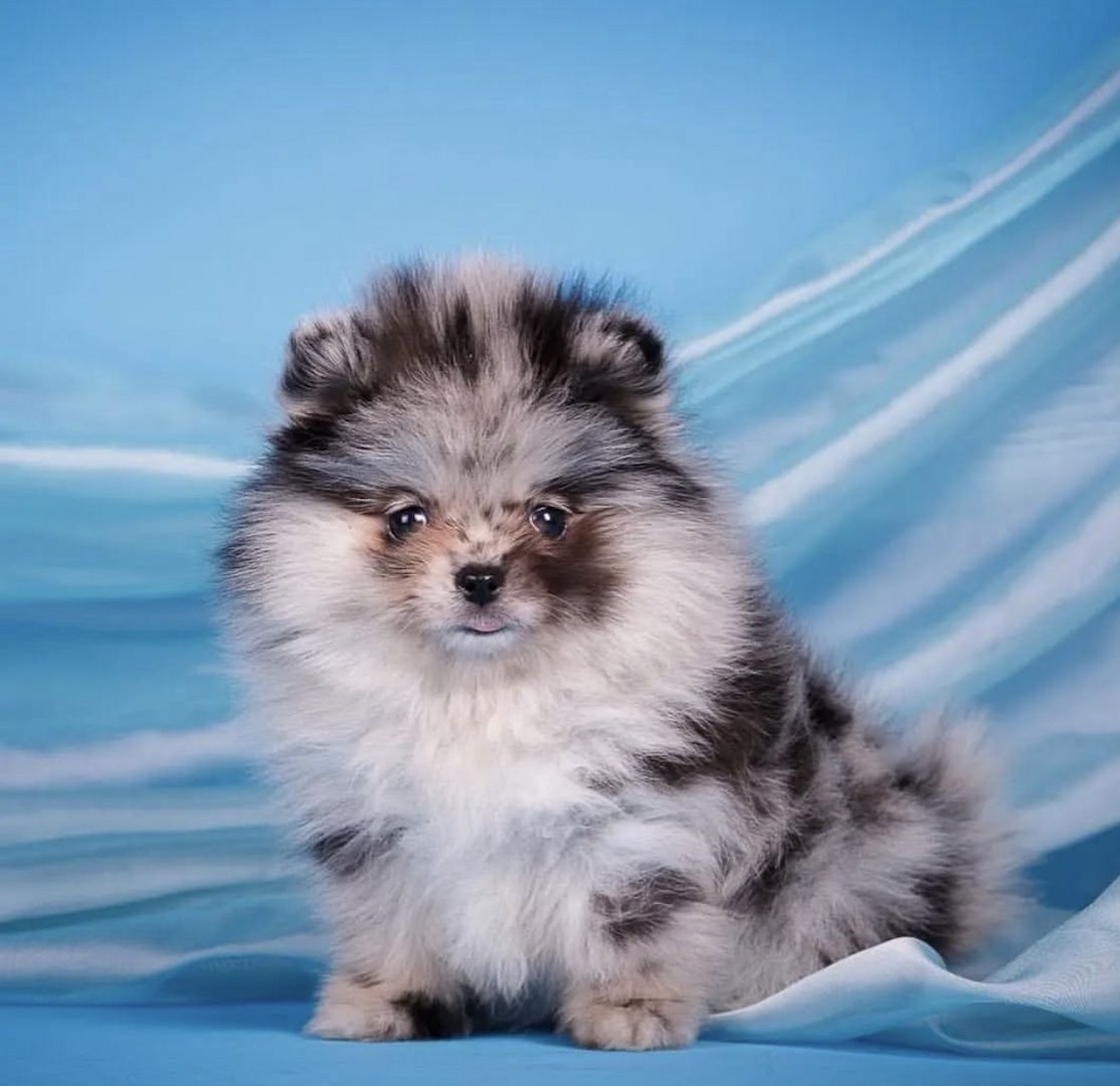 Zwergpitz Pommersche Welpen