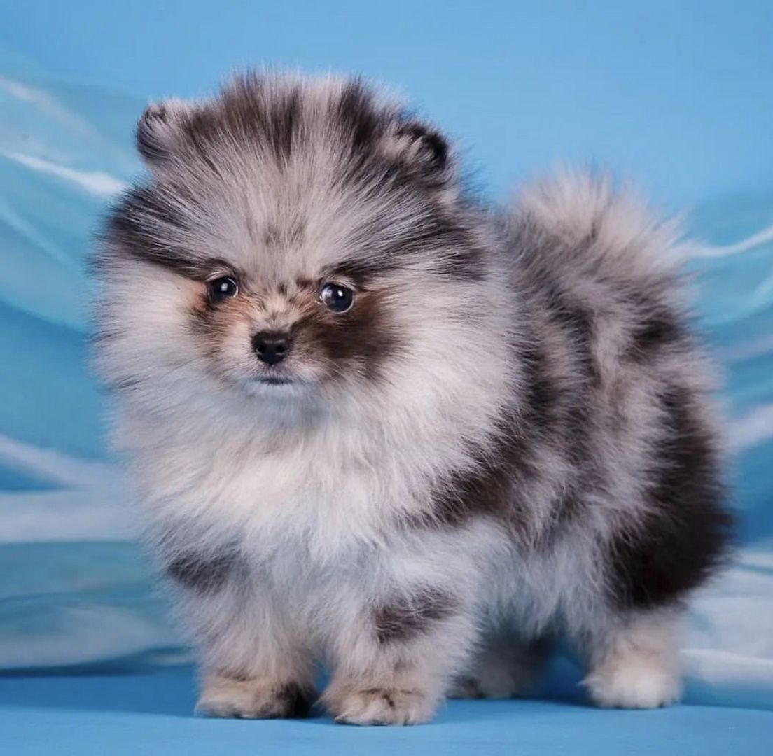 Zwergpitz Pommersche Welpen