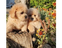 Schöne MALTIPOO Welpen