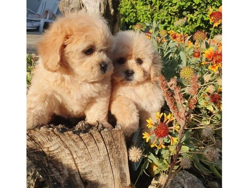 Schöne MALTIPOO Welpen