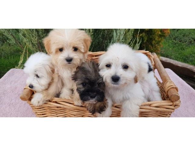 Schöne MALTIPOO Welpen