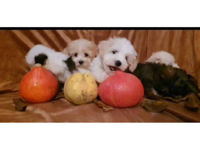 Schöne MALTIPOO Welpen