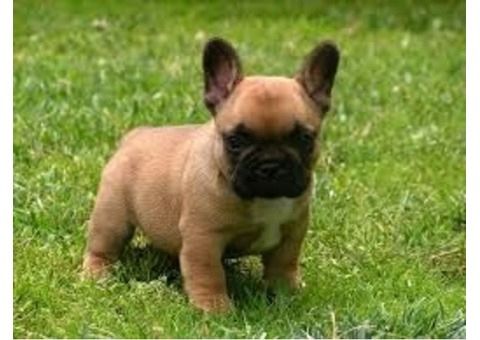 Super entzückende französische Bulldogge bereit zum Verkauf AKC registriert Super entzückende französische Bulldogge bereit zum Verkauf AKC registriert