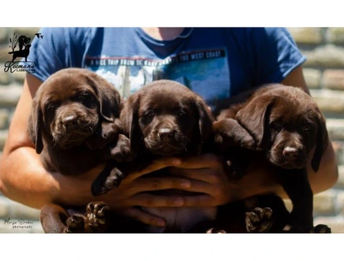 Labrador Retriever Welpen