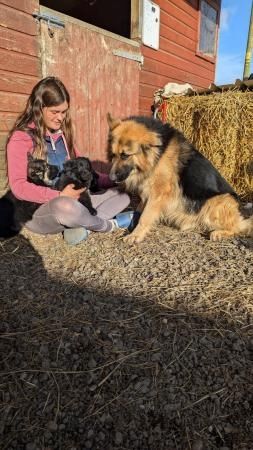 KC-registrierte Deutsche Schäferhundwelpen///////////////////////////////////////