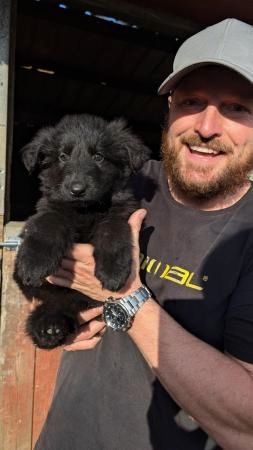 KC-registrierte Deutsche Schäferhundwelpen///////////////////////////////////////