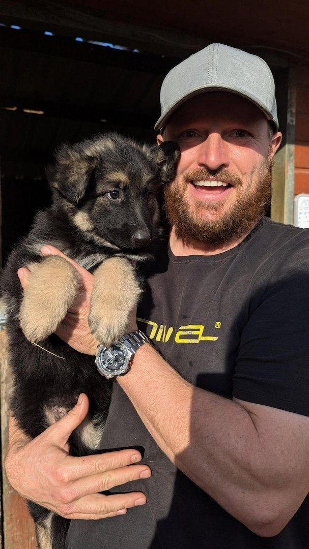 KC-registrierte Deutsche Schäferhundwelpen///////////////////////////////////////