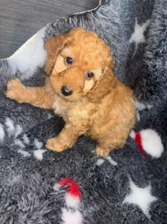 Cockapoo-Welpen bereit am 1. Dezember