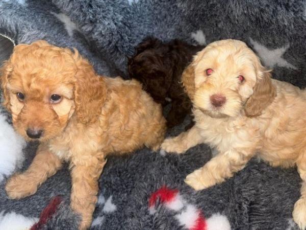 Cockapoo-Welpen bereit am 1. Dezember
