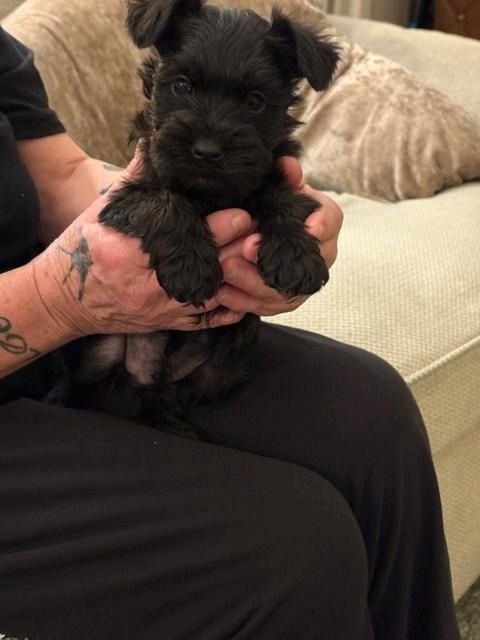 Zwergschnauzerwelpen zur Adoption bereit Zwergschnauzerwelpen zur Adoption bereit