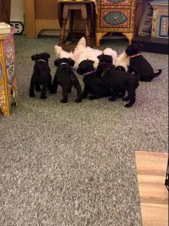 Zwergschnauzerwelpen zur Adoption bereit Zwergschnauzerwelpen zur Adoption bereit