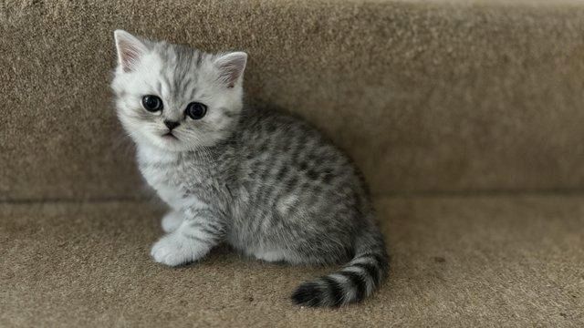Persisches Chinchilla-Kätzchen mit Stammbaum