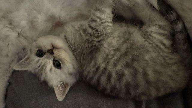 Persisches Chinchilla-Kätzchen mit Stammbaum